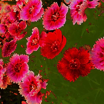 Imagen de la obra Flowers That Float de Andy Rhodes Art