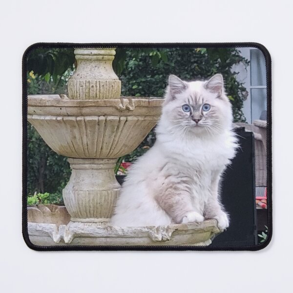 Item preview, Beautiful Ragdoll cat on water feature designed and sold by aligata1970.