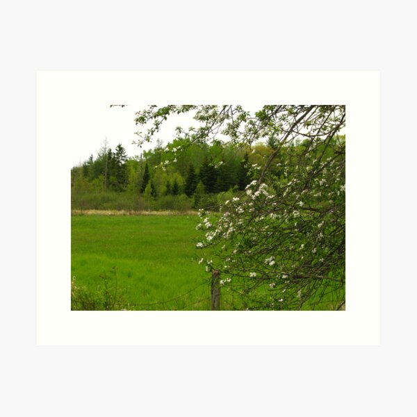 Item preview, Blossoms caressing a farm fence designed and sold by Patty Gross.