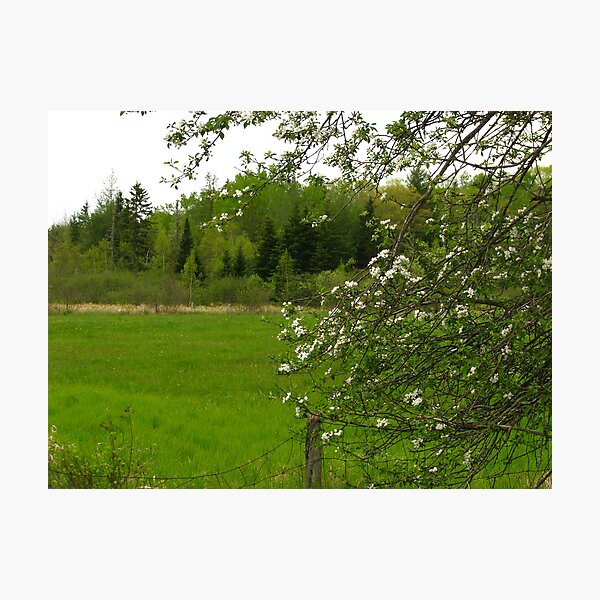Item preview, Blossoms caressing a farm fence designed and sold by Patty Gross.