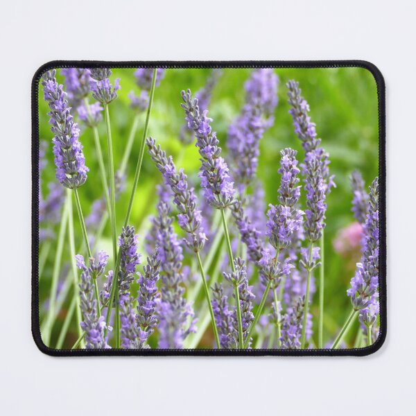 Item preview, Gorgeous purple lavender against a green background designed and sold by jaynerushton.