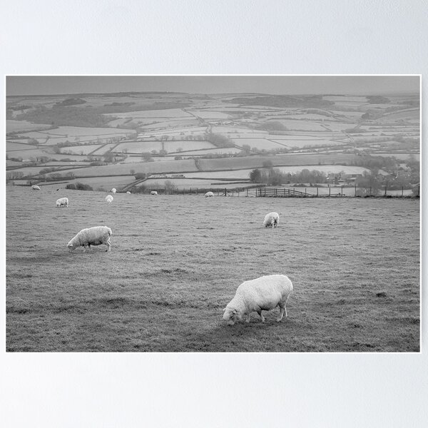 Item preview, Grazing Sheep Dorset England Infrared designed and sold by Londonimages.