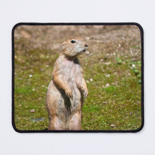 Item preview, Black-tailed Prairie Dog designed and sold by Vac1.