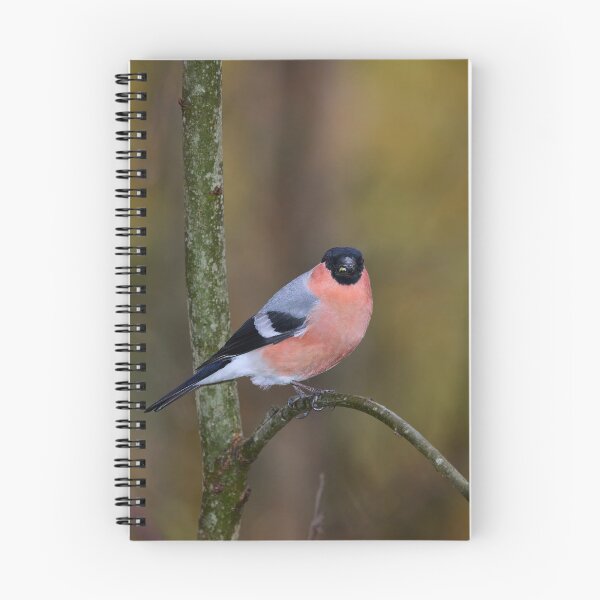 Item preview, Spotlight. Eurasian bullfinch designed and sold by Jouko Lehto Photography.