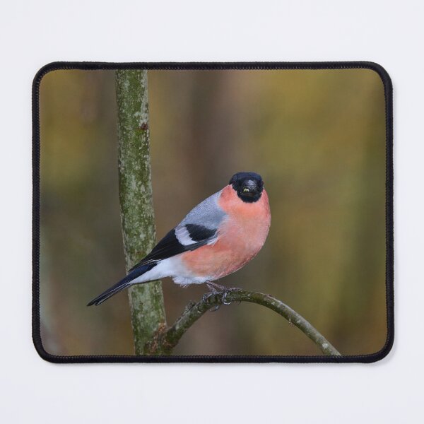 Item preview, Spotlight. Eurasian bullfinch designed and sold by Jouko Lehto Photography.