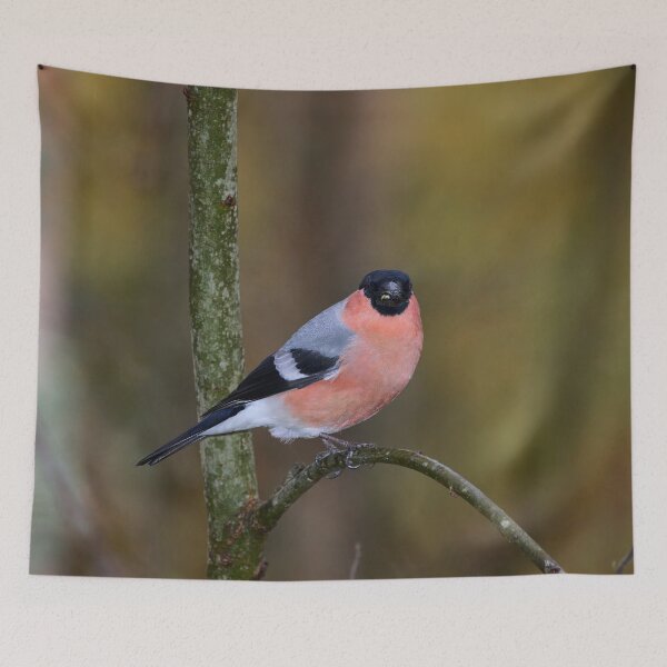 Item preview, Spotlight. Eurasian bullfinch designed and sold by Jouko Lehto Photography.
