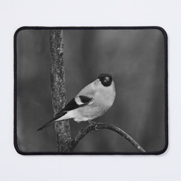 Item preview, Spotlight. Eurasian bullfinch bw designed and sold by Jouko Lehto Photography.