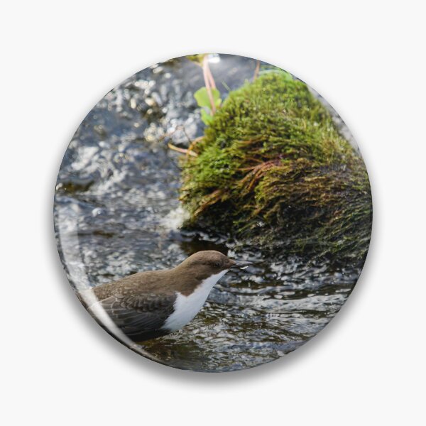Item preview, Wet feet. White-throated dipper designed and sold by Jouko Lehto Photography.