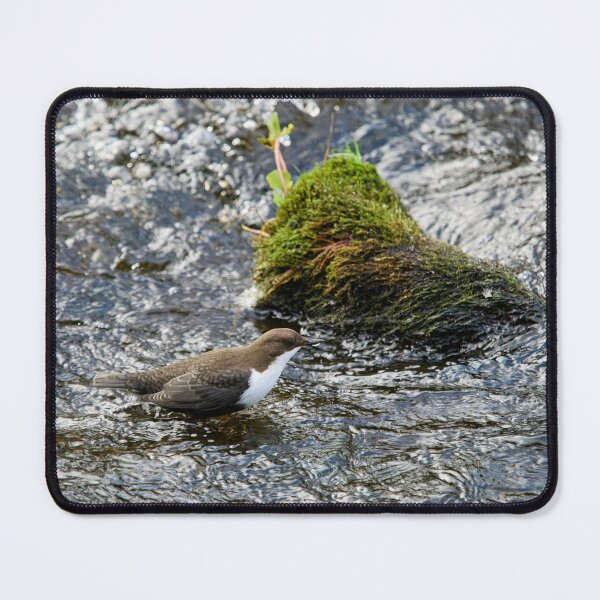 Item preview, Wet feet. White-throated dipper designed and sold by Jouko Lehto Photography.