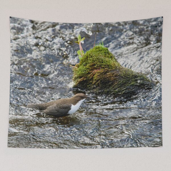 Item preview, Wet feet. White-throated dipper designed and sold by Jouko Lehto Photography.