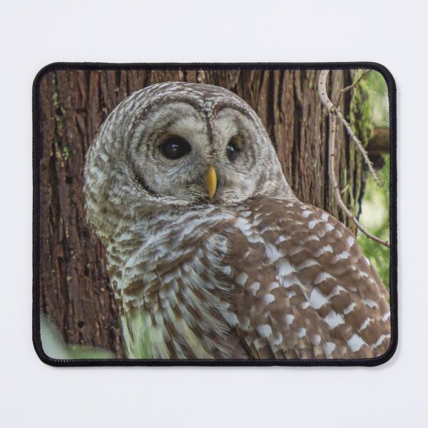 Item preview, Barred Owl looking to the side designed and sold by lisavonbiela.
