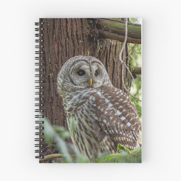 Item preview, Barred Owl looking to the side designed and sold by lisavonbiela.