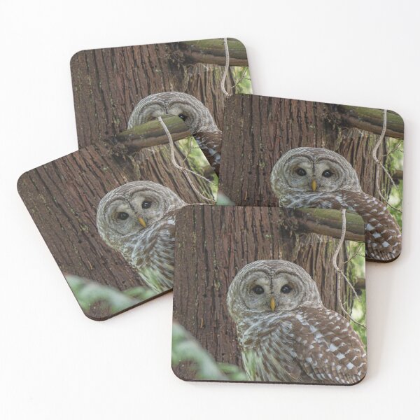 Item preview, Barred Owl looking right at the camera designed and sold by lisavonbiela.