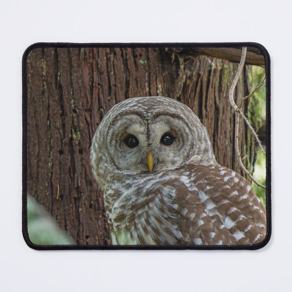 Item preview, Barred Owl looking right at the camera designed and sold by lisavonbiela.