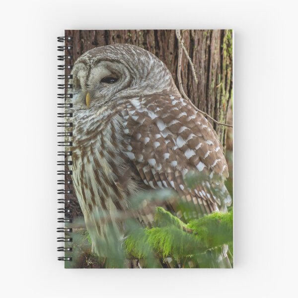 Item preview, Barred Owl falling asleep in tree designed and sold by lisavonbiela.