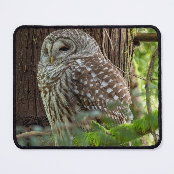 Item preview, Barred Owl falling asleep in tree designed and sold by lisavonbiela.