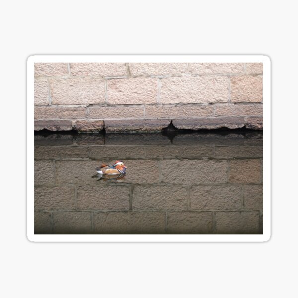 Mandarin Duck Sticker