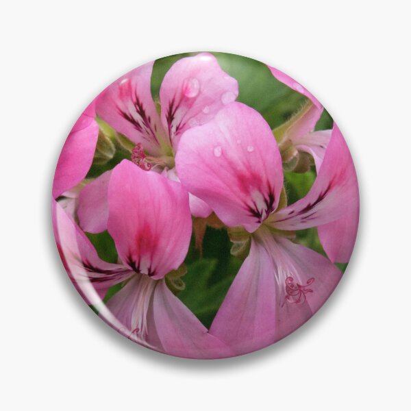 Item preview, Pink Geranium (Pelargonium) Flowers designed and sold by Douglas E. Welch Design and Photography.