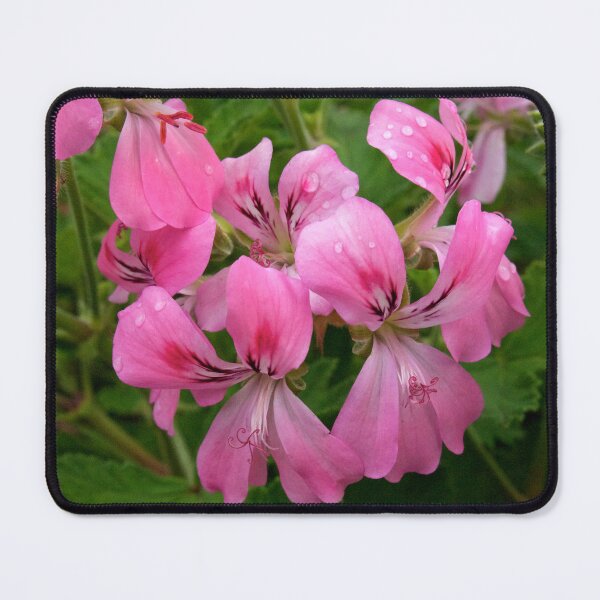 Item preview, Pink Geranium (Pelargonium) Flowers designed and sold by Douglas E. Welch Design and Photography.