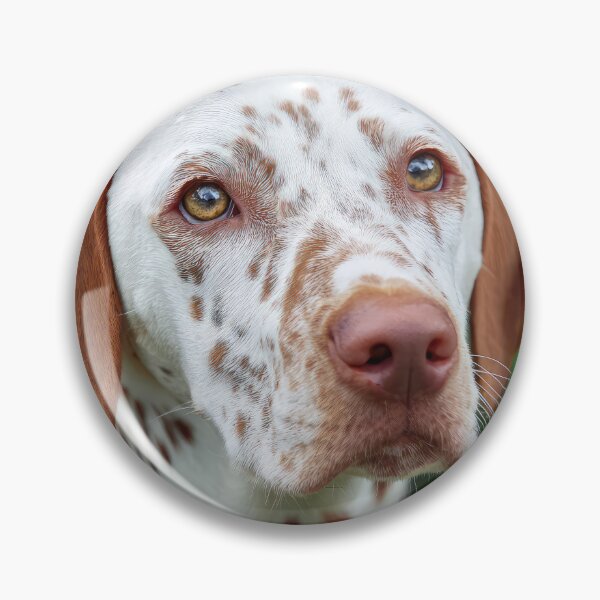 Item preview, Saint Germain Pointer designed and sold by Elisabeth Lucas.