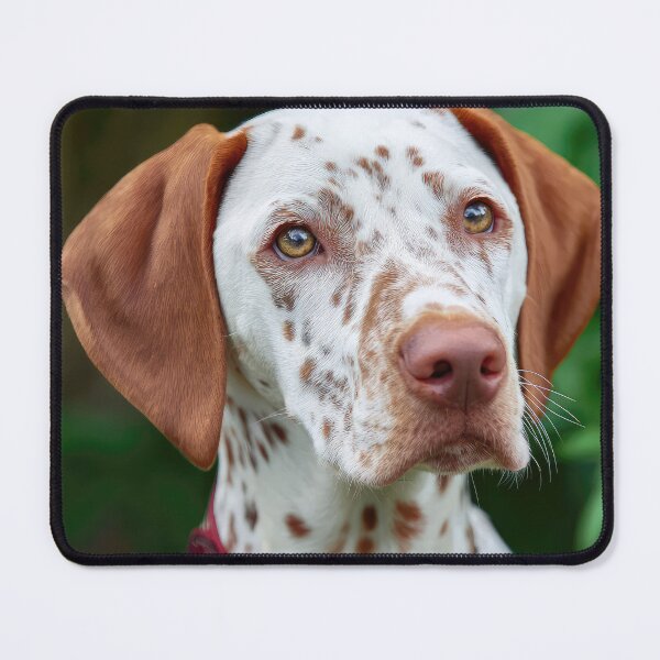 Item preview, Saint Germain Pointer designed and sold by Elisabeth Lucas.