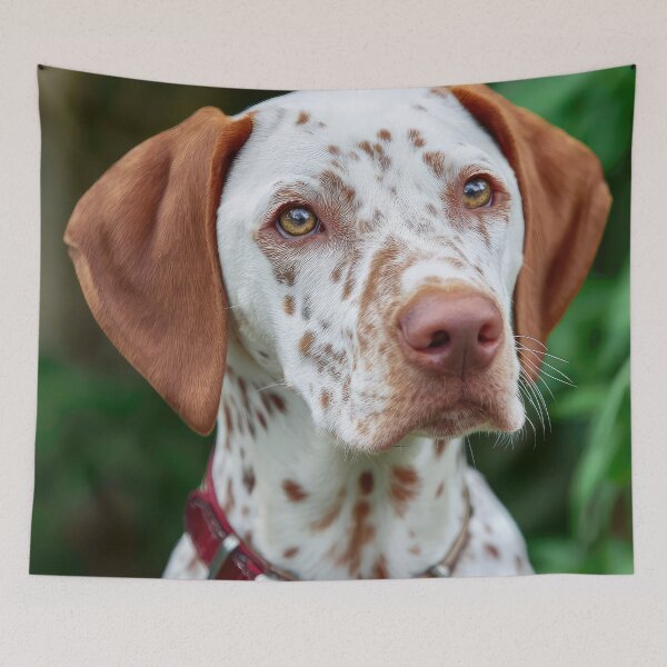 Item preview, Saint Germain Pointer designed and sold by Elisabeth Lucas.