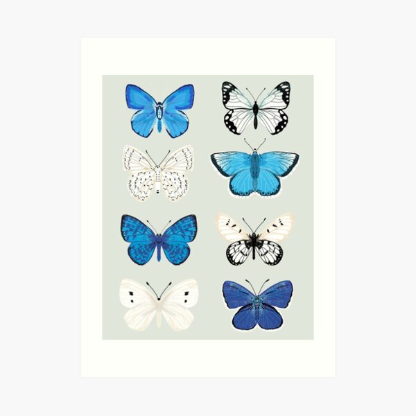 Lepitoptery No. 2 - Blue and White Butterflies and Moths Art Print