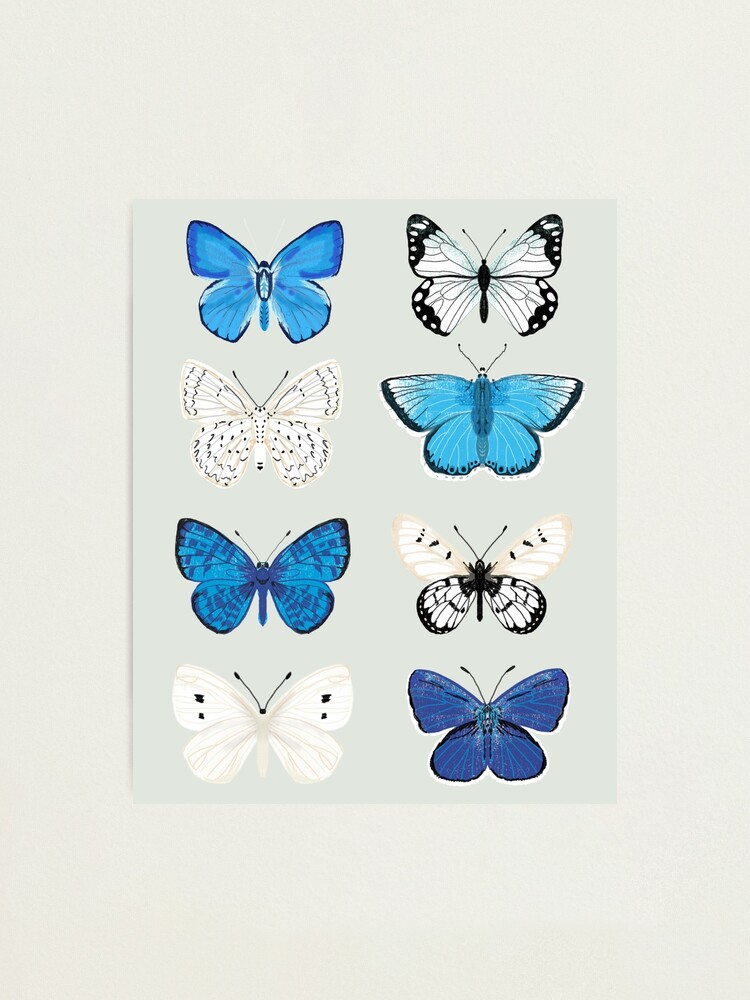 Alternate view of Lepitoptery No. 2 - Blue and White Butterflies and Moths Photographic Print