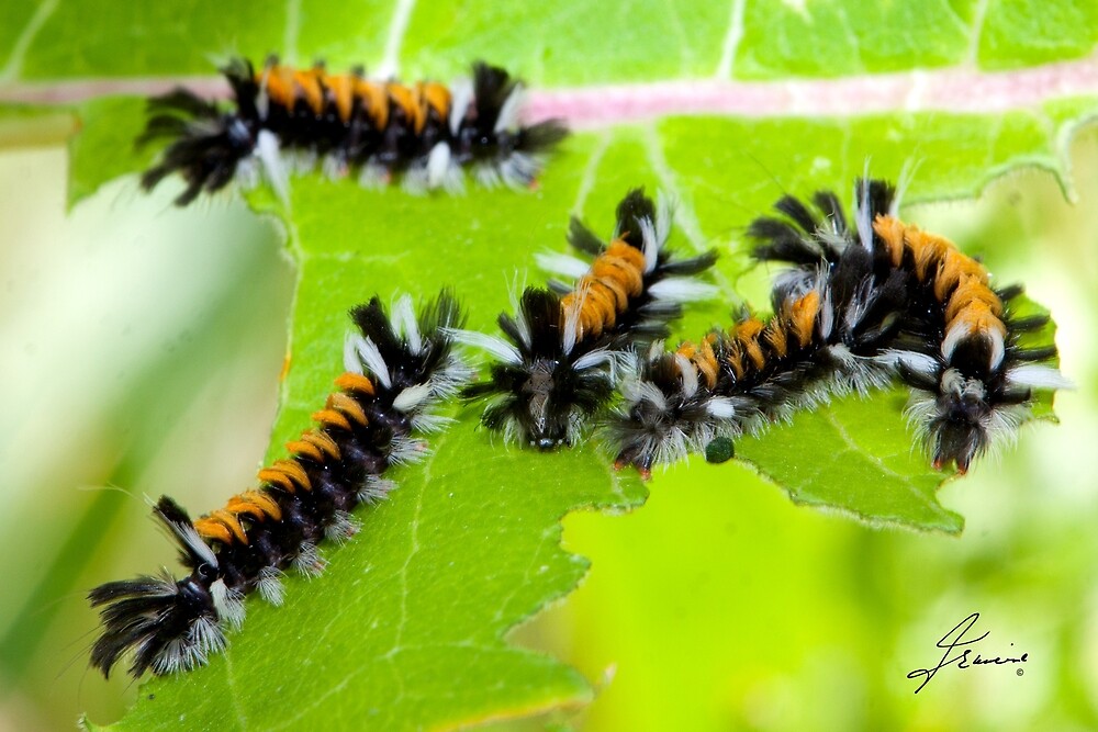 Milkweed Tiger Moth Caterpillar X5 By Digitallystill Redbubble