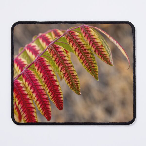 Item preview, Staghorn Sumac designed and sold by DawsonImages.