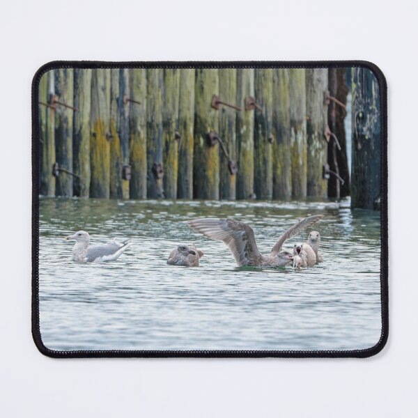 Item preview, Gulls fighting over crabbing bait designed and sold by lisavonbiela.