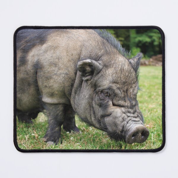 Item preview, Pot-bellied Pig in the French Countryside designed and sold by izzetsafer.