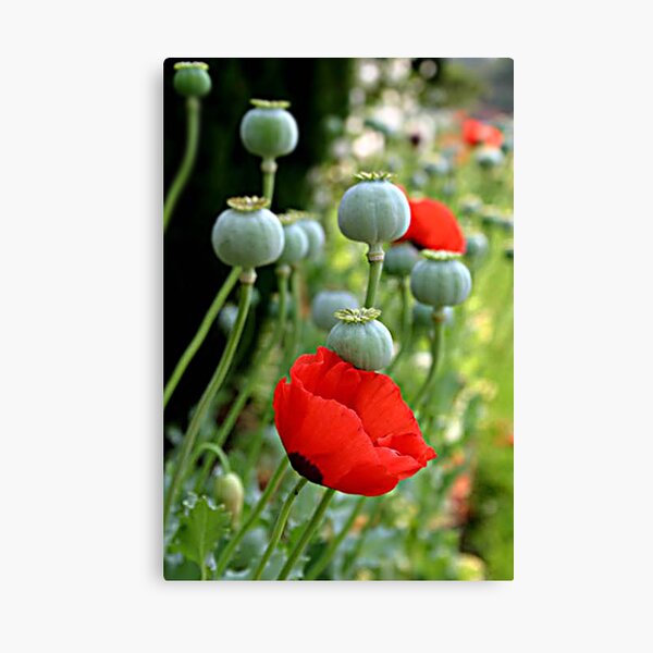 Item preview, Helmets in a Poppie Field designed and sold by Debbie Schiff.
