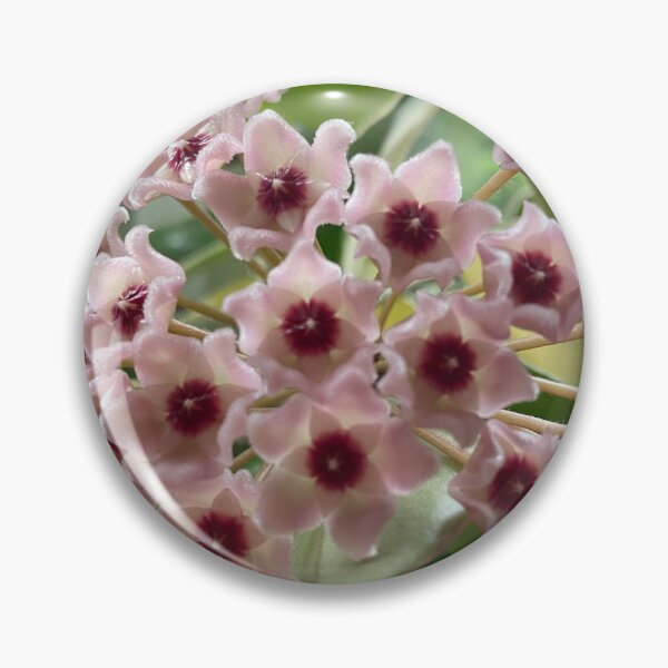 Item preview, Elegant Hoya Carnosa Botanical Illustration designed and sold by evie026.