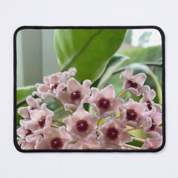 Item preview, Elegant Hoya Carnosa Botanical Illustration designed and sold by evie026.