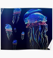 jelly fish Poster