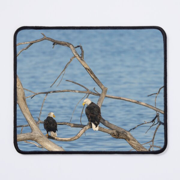 Item preview, A pair of wet Eagles. 11-20-2025 designed and sold by Thomasyoung.