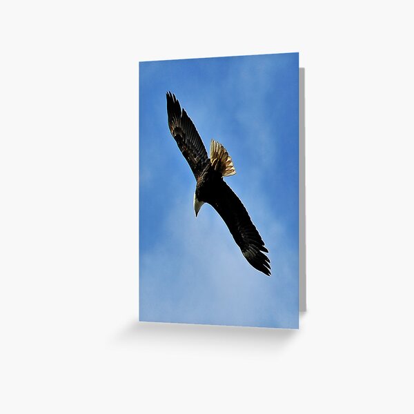 Item preview, Flying Free beautiful Bald Eagle designed and sold by MaluC.