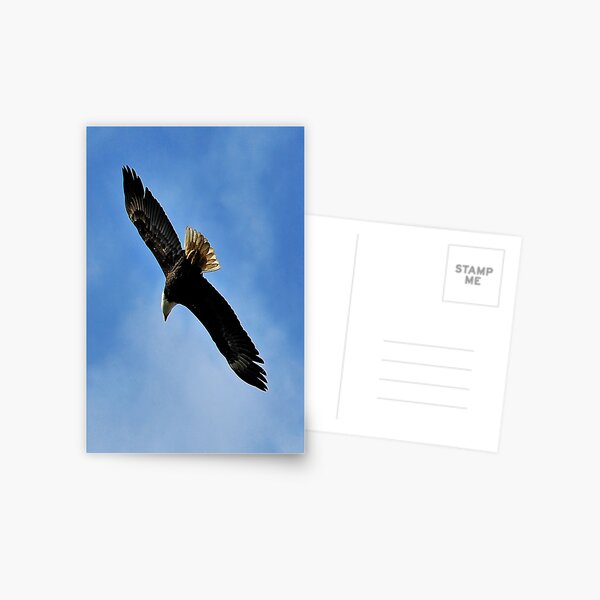 Item preview, Flying Free beautiful Bald Eagle designed and sold by MaluC.