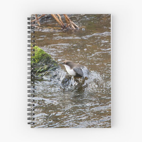Item preview, Up with a catch. White-throated dipper designed and sold by Jouko Lehto Photography.