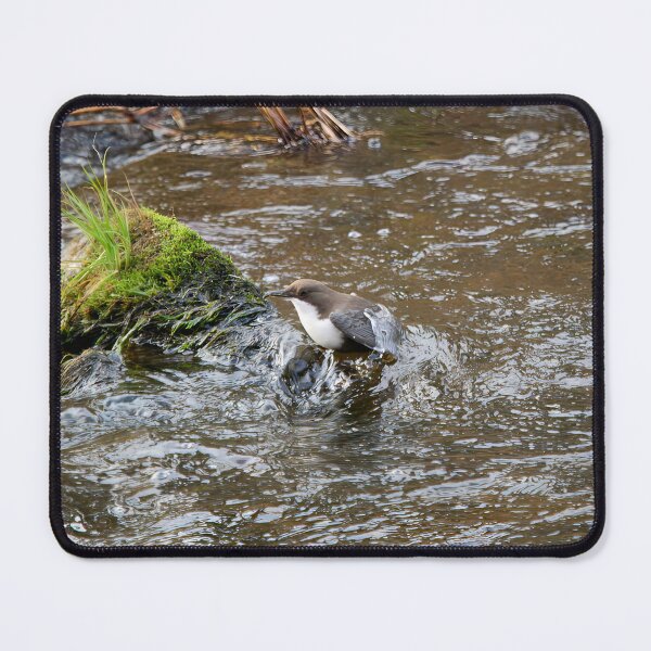 Item preview, Up with a catch. White-throated dipper designed and sold by Jouko Lehto Photography.
