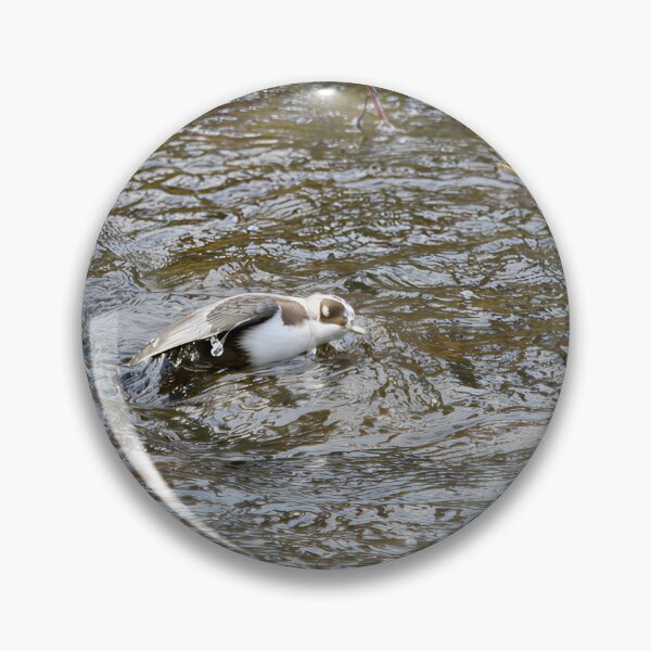 Item preview, Covered. White-throated dipper designed and sold by Jouko Lehto Photography.