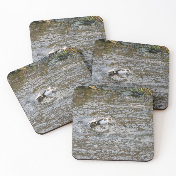 Item preview, Covered. White-throated dipper designed and sold by Jouko Lehto Photography.