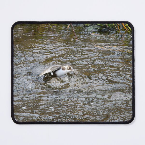 Item preview, Covered. White-throated dipper designed and sold by Jouko Lehto Photography.