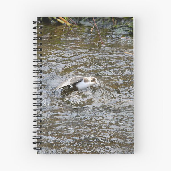 Item preview, Covered. White-throated dipper designed and sold by Jouko Lehto Photography.