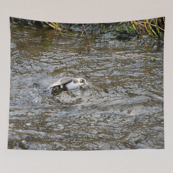 Item preview, Covered. White-throated dipper designed and sold by Jouko Lehto Photography.