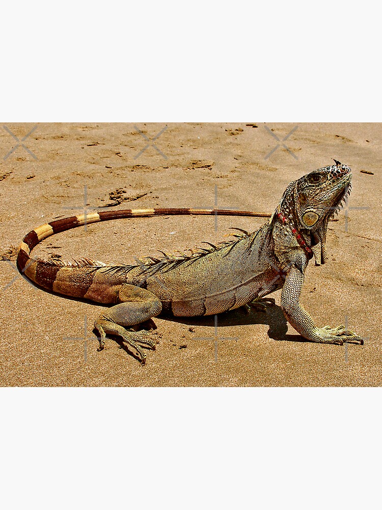 Thumbnail 2 of 2, Greeting Card, Fancy Iguana 2 designed and sold by MaluC.