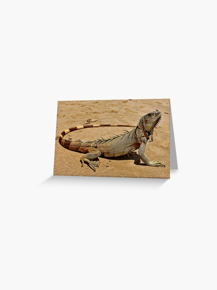 Thumbnail 1 of 2, Greeting Card, Fancy Iguana 2 designed and sold by MaluC.
