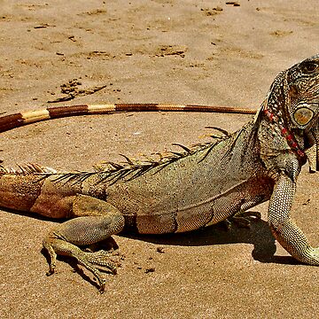 Artwork thumbnail, Fancy Iguana 2 by MaluC