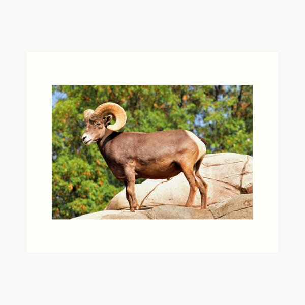 Item preview, Beautiful Ram designed and sold by MaluC.